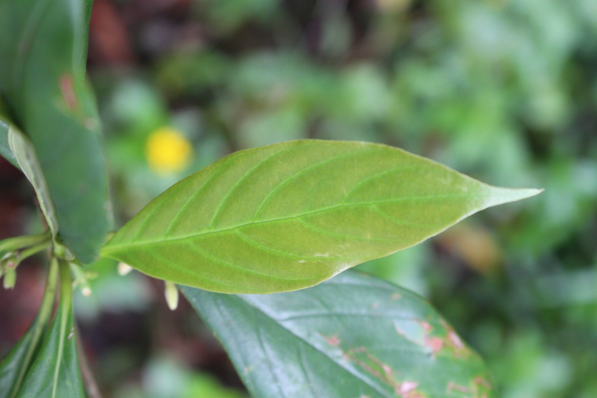 Timonius flavescens (Jacq.) Baker